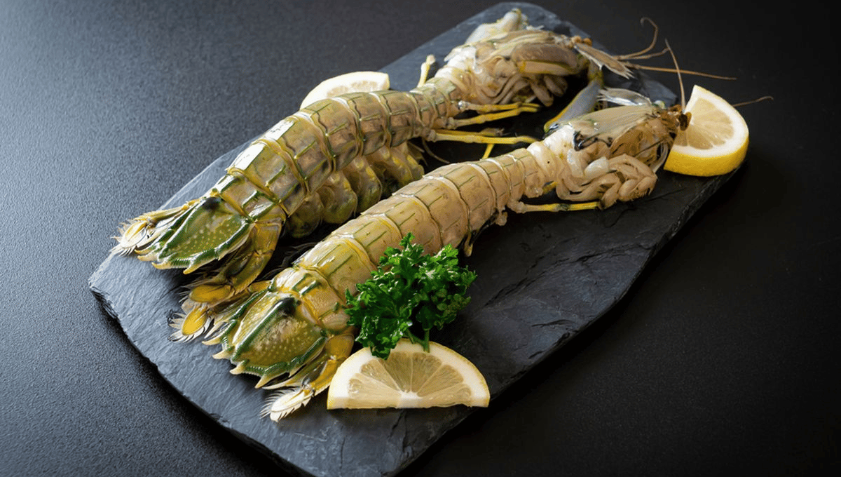 Manfaat Udang Mantis: Si Petinju Laut yang Menakjubkan dan Panduan Lengkap Merawatnya di Akuarium