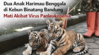 Anak Harimau Benggala Huru dan Hara Mati di Bandung Zoo: Fakta Lengkap dan Konfirmasi Resmi