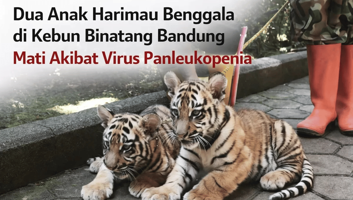 Anak Harimau Benggala Huru dan Hara Mati di Bandung Zoo: Fakta Lengkap dan Konfirmasi Resmi
